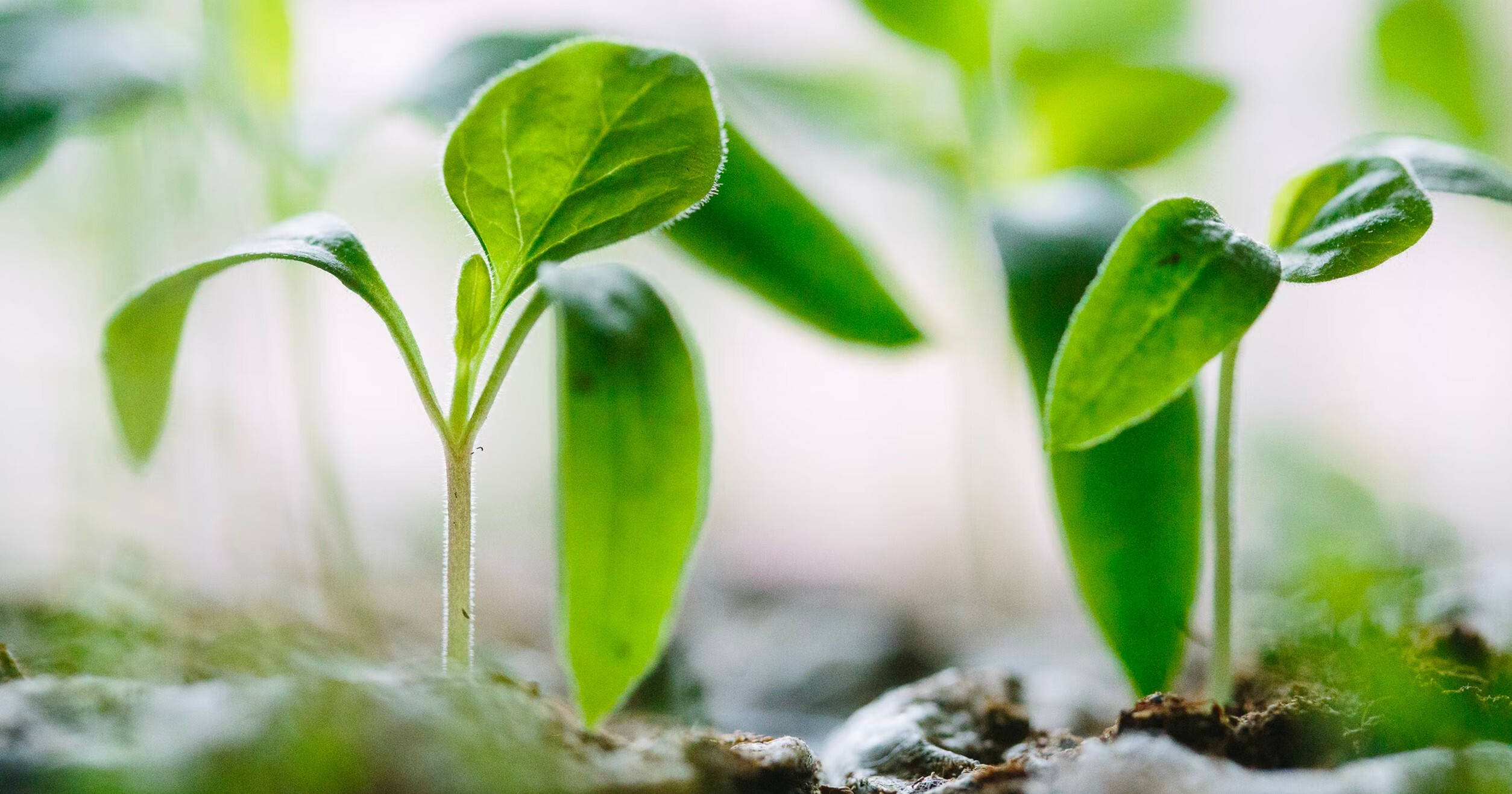 five-greentech-industries-ripe-for-growth